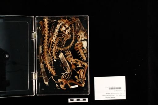 Varanus niloticus