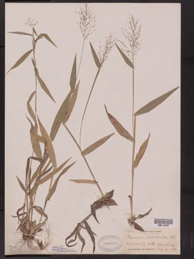 Panicum sphaerocarpon