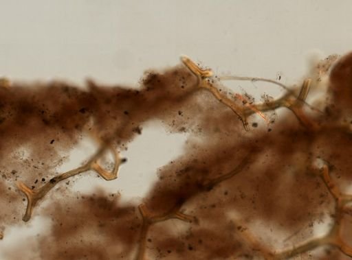 Aplysina fistularis