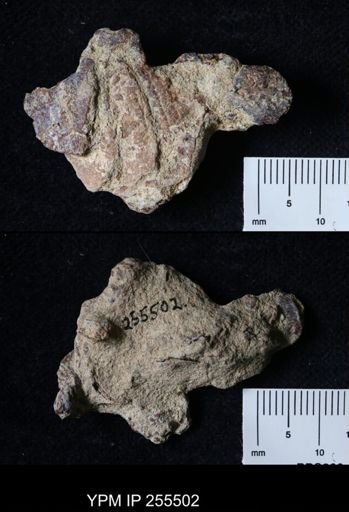 Pacifastacus chenoderma