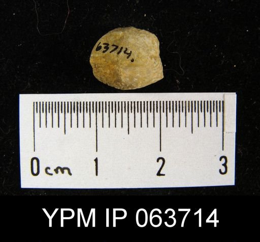 Wilsonella saffordi