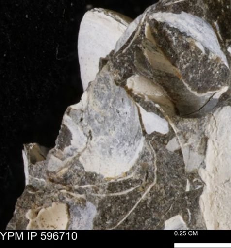 undet. Bivalvia