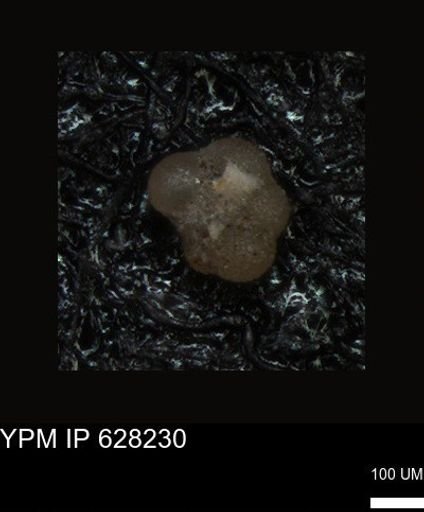 undet. Foraminiferida