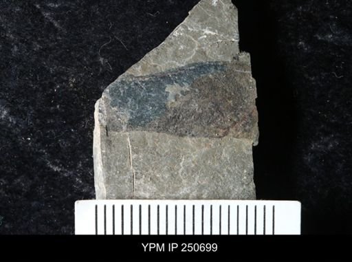 undet. Carcinosomatidae
