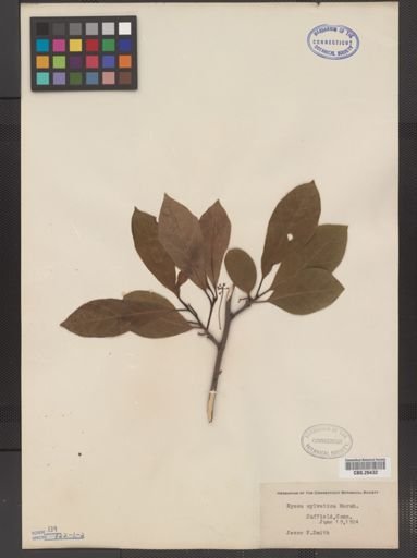 Nyssa sylvatica