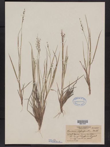 Panicum depauperatum