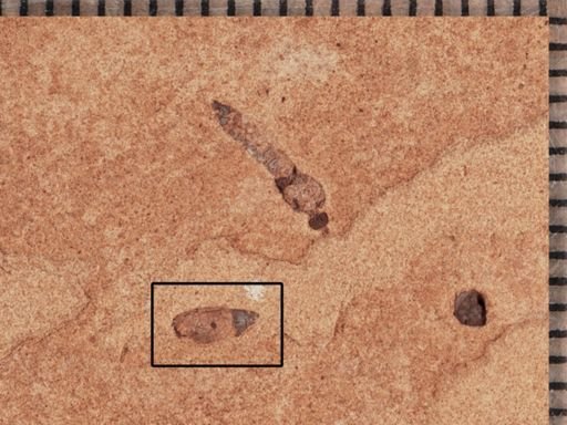Coleoptera?