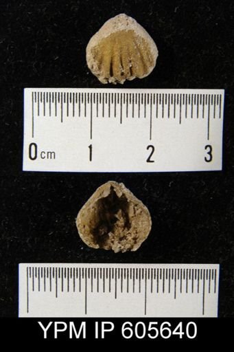 Camerella plicata