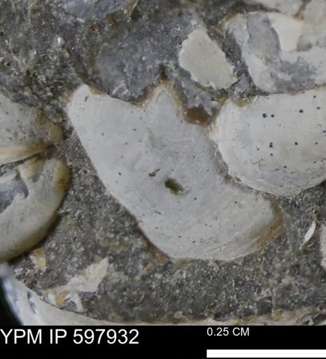 Limopsis striatopunctatus