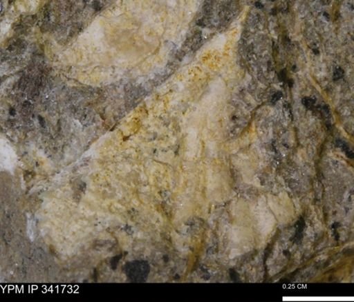 Scaphites sp.