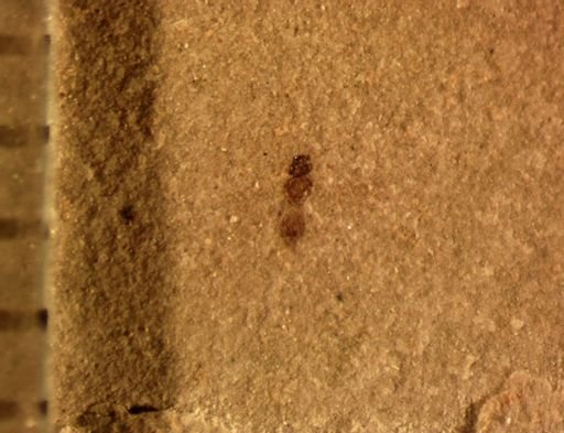 undet. Hymenoptera