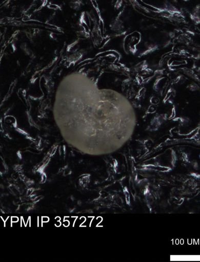 undet. Foraminiferida