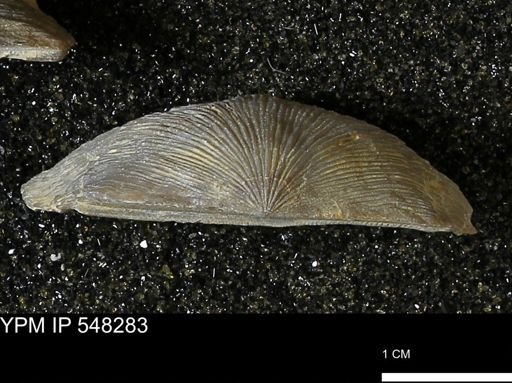 Stropheodonta sp.