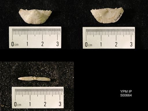 Chonetes granulifer meekanus