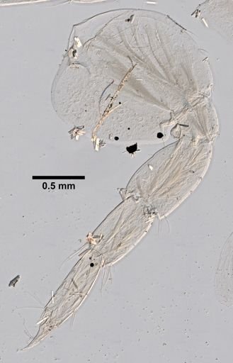 Ampithoe valida
