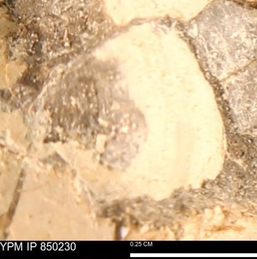 undet. Ammonoidea