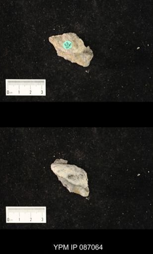 Piloceras hyatti