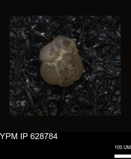 undet. Foraminiferida