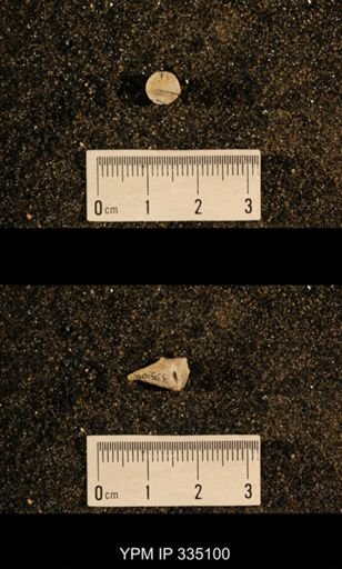 Lophophyllum profundum