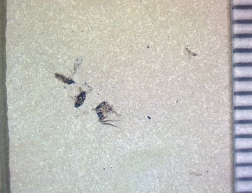 Diptera?