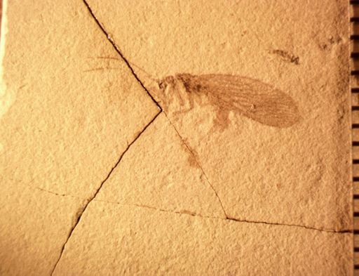 undet. Chrysopidae
