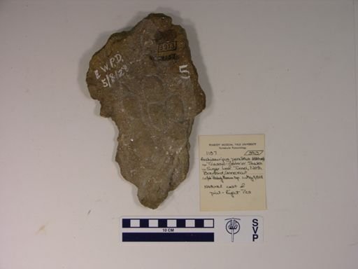 Anchisauripus parallelus