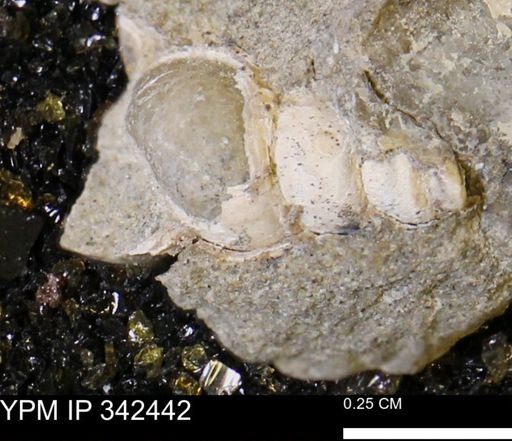 undet. Gastropoda