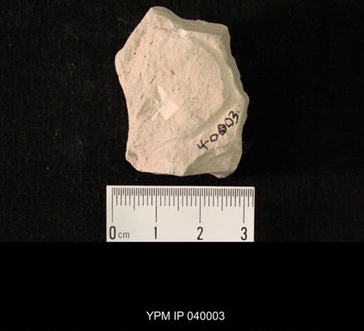 undet. Hexapoda