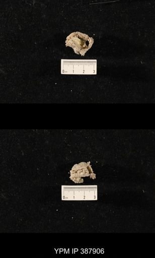 Hercosia sp.