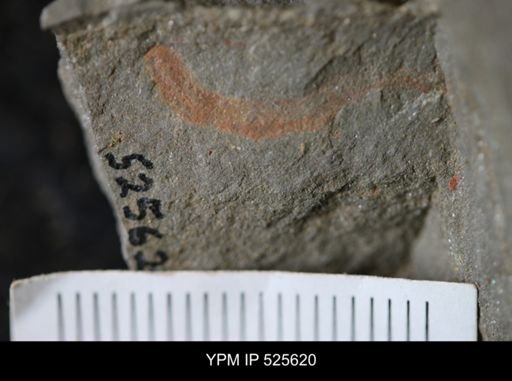 undet. Annelida