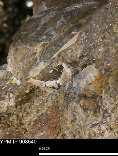 undet. Mollusca