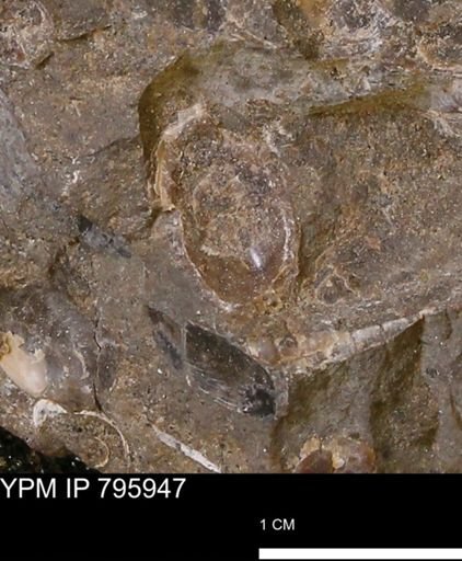 undet. Mollusca