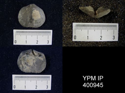 Hebertella insculpta