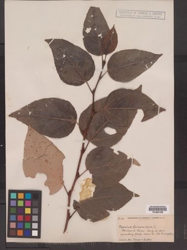 Populus balsamifera