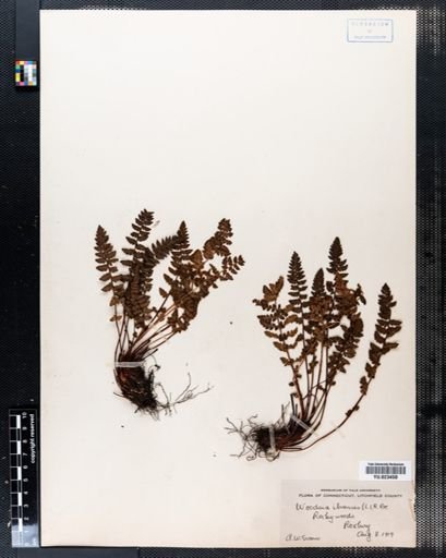 Woodsia ilvensis