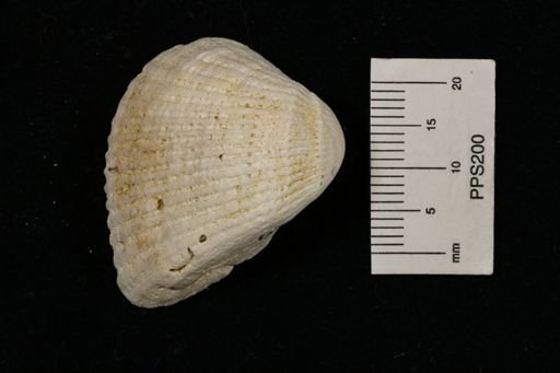 Arca (Scapharca)