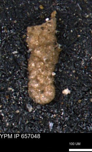 Ammobaculoides whitneyi