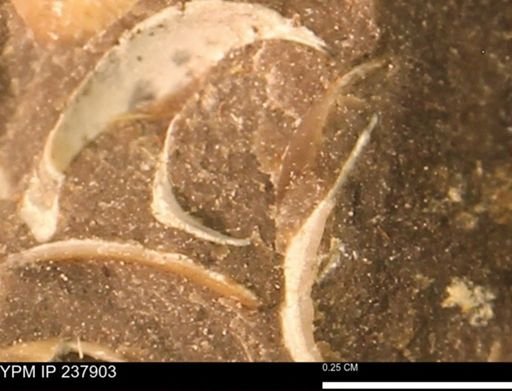 Limopsis striatopunctatus