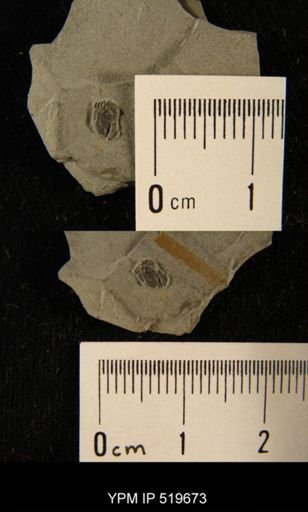 Ctenocystis sp.