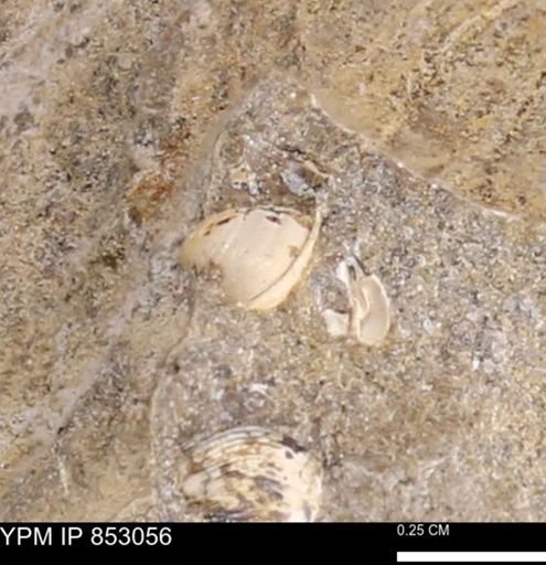 Limopsis striatopunctatus