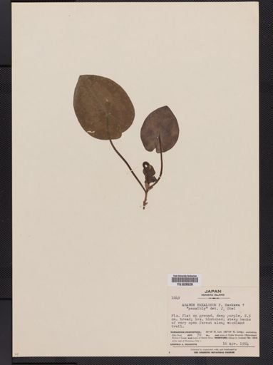 Asarum