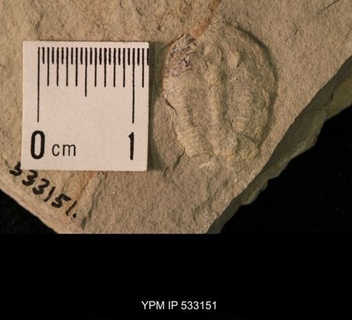 Elrathia kingi