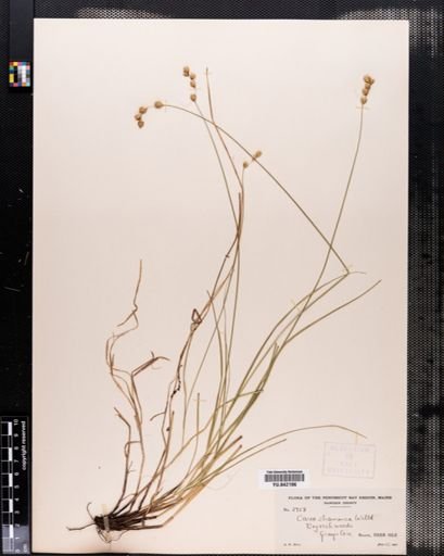 Carex tenera