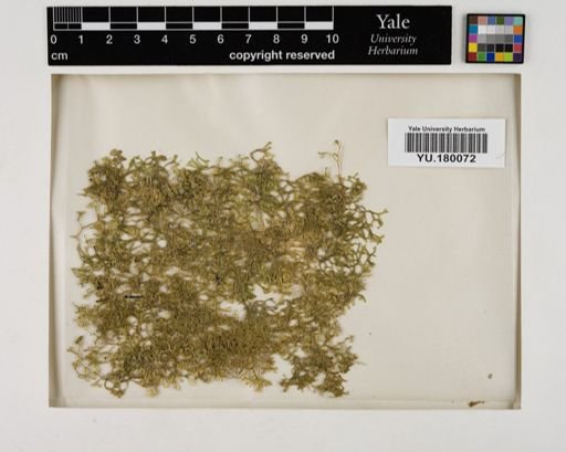 Plantae