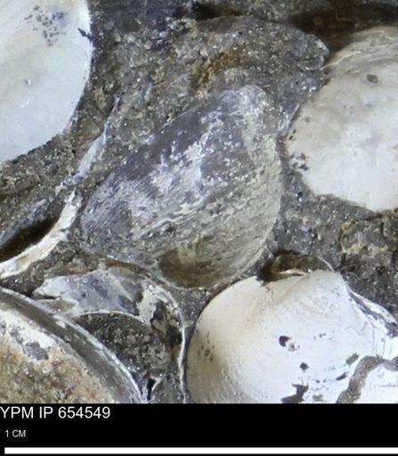 Bivalvia