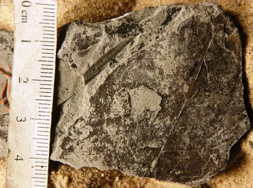 Melicocca immutata