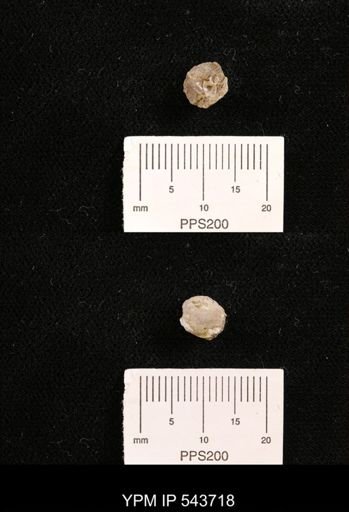Protocardia sp.