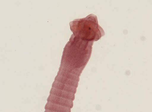 Dipylidium caninum
