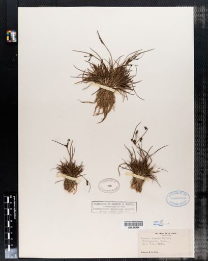 Juncus tenuis
