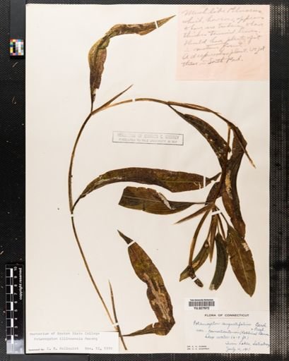 Potamogeton illinoensis